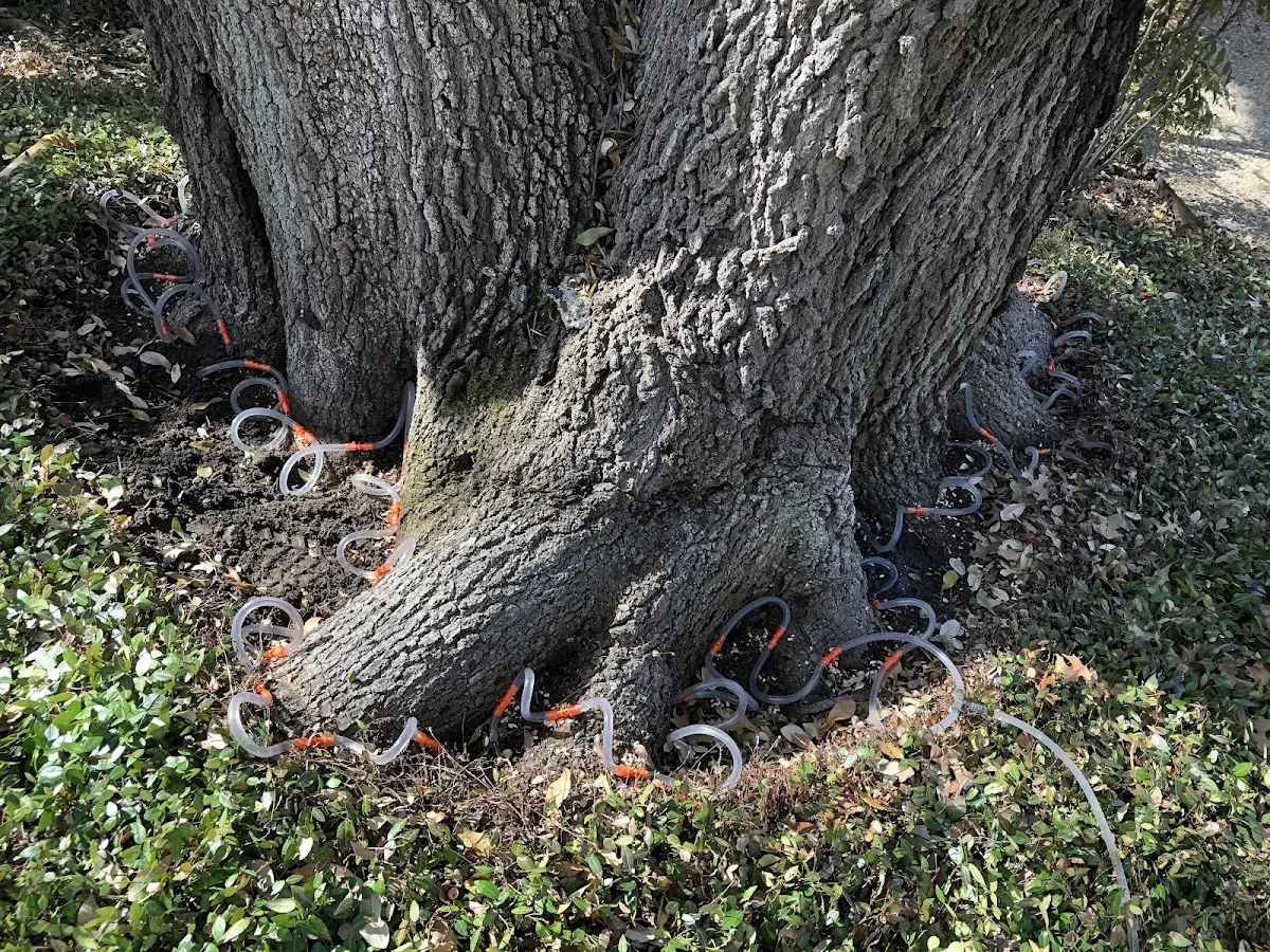 Detailed Tree Cabling and Bracing job site in Archbold
